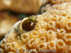secretary blenny in a boulder star coral at two for you d... by Victor J. Lasanta 